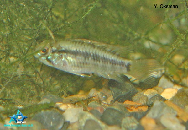 www.israquarium.co.il
